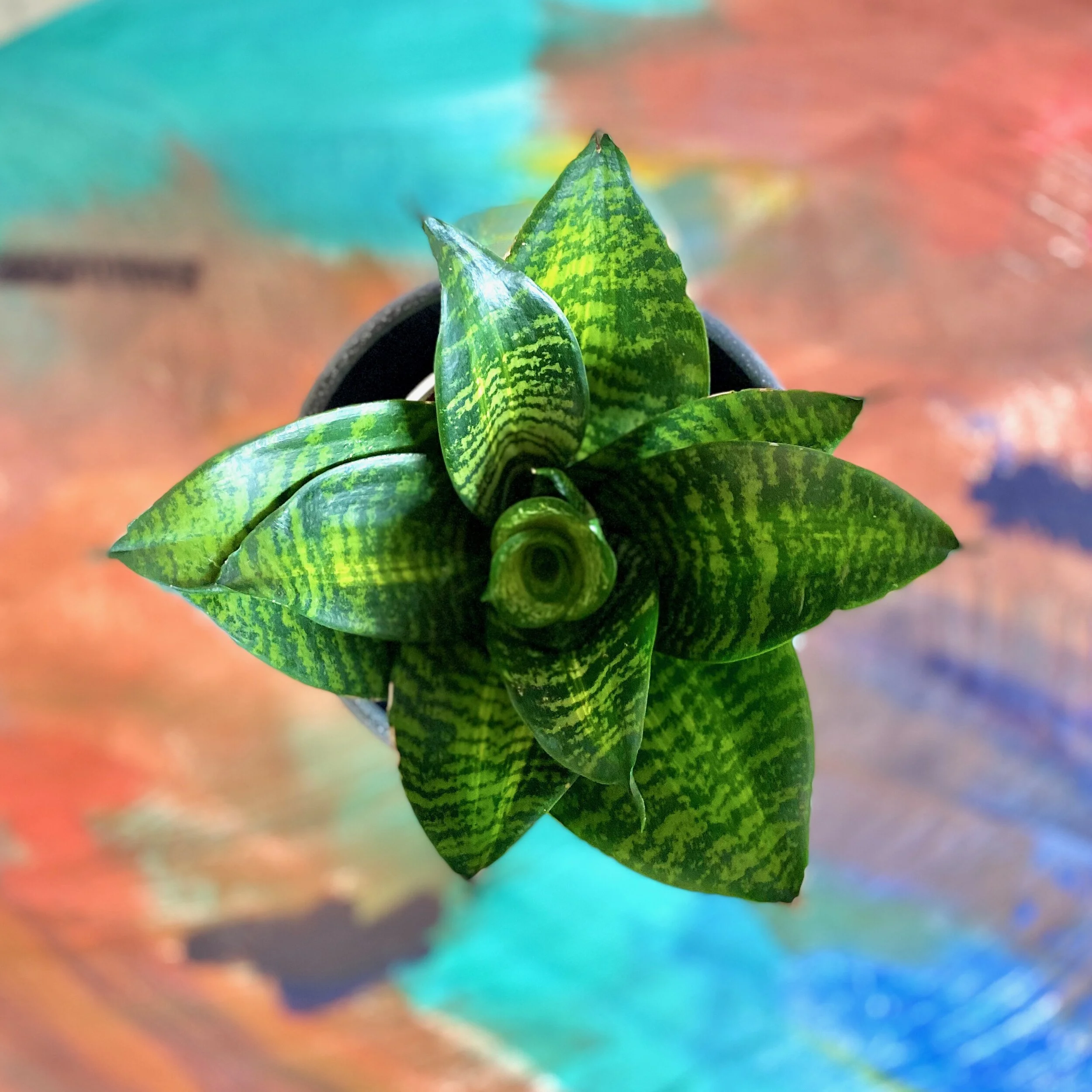 Sansevieria Forest Star — The Tender Gardener